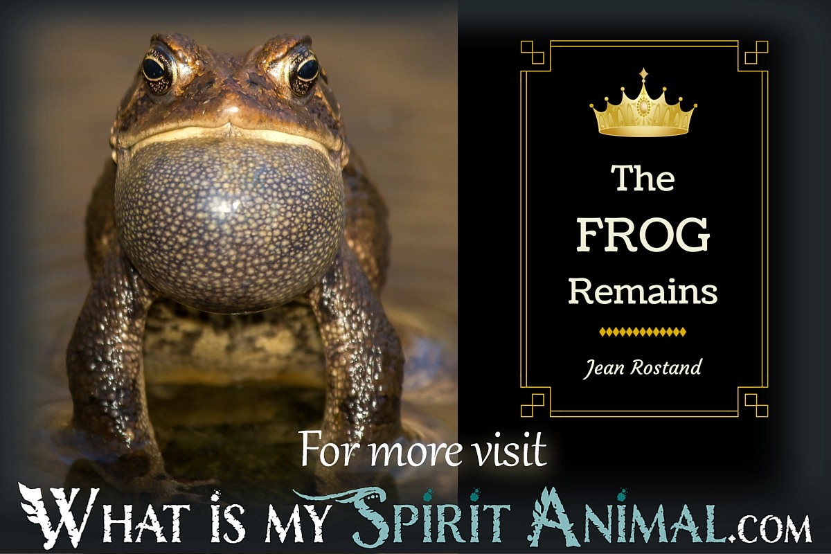 65 Best Frog Quotes