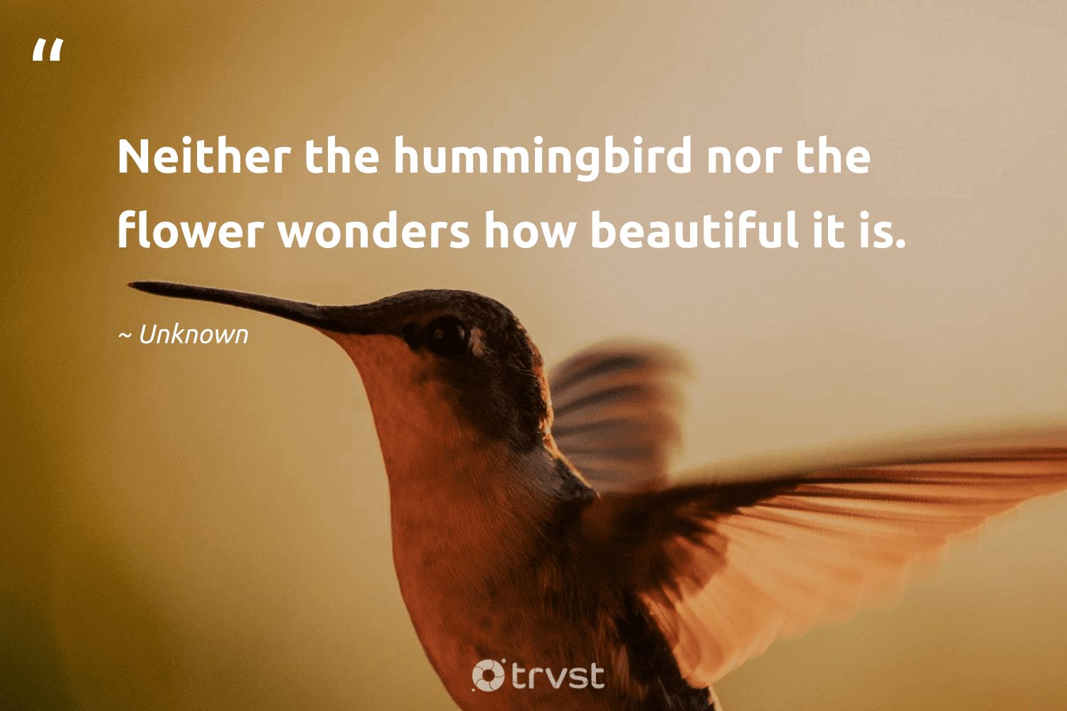 57 Best Hummingbird Quotes