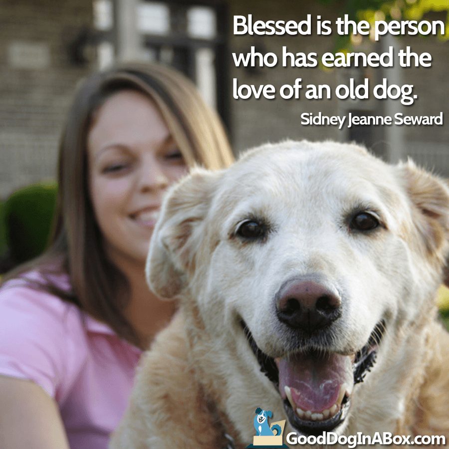 42 Best Old Dogs Quotes